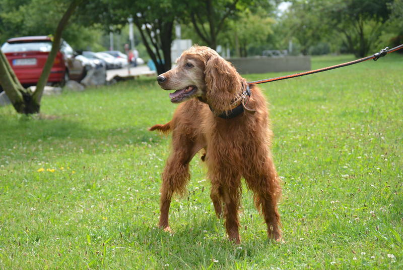 Irish Setter Dame im Berliner Tierheim 22587093ud