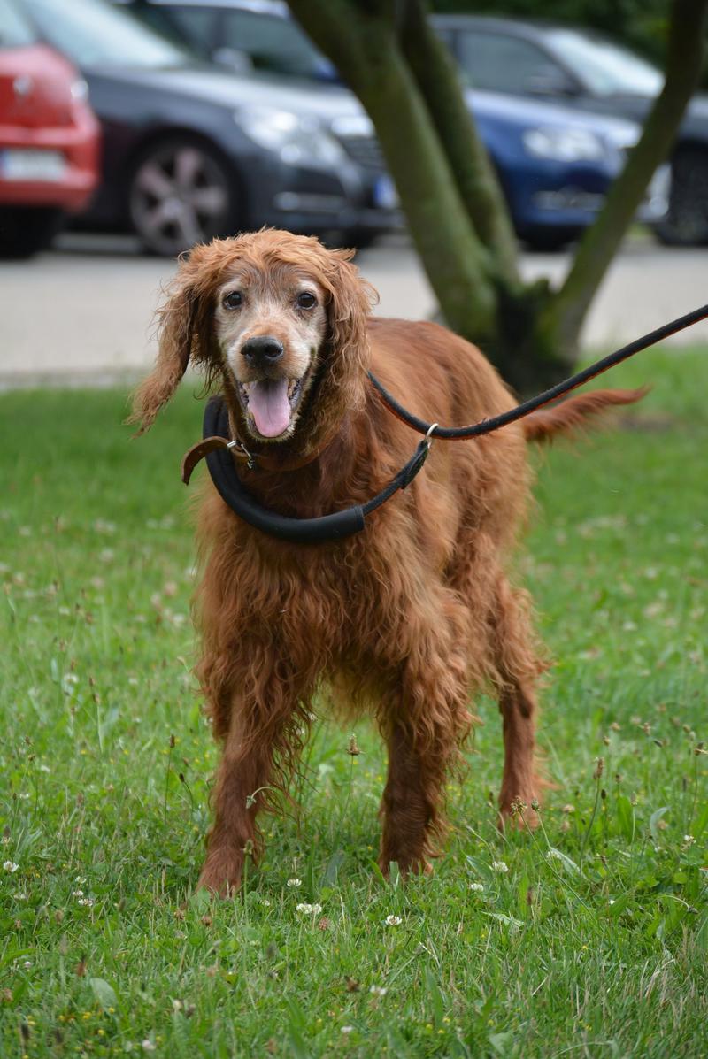 Irish Setter Dame im Berliner Tierheim 22587105md