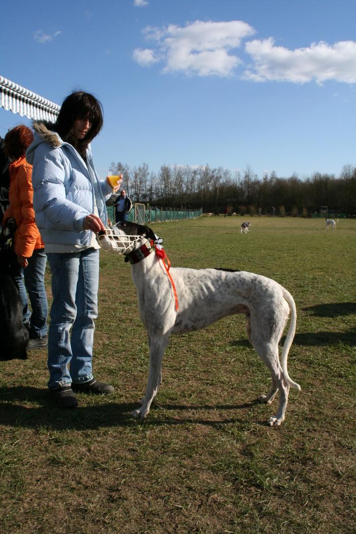 Galgo Lucas sucht ein Zuhause 2273653