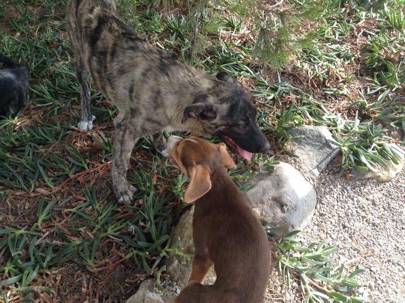 Bildertagebuch - Timber, ein ganz süßes Hundemädchen kommt aus ihrem Schneckenhaus raus und fängt an ihr Leben zu genießen ...ZUHAUSE IN SPANIEN GEFUNDEN! 22741253vw