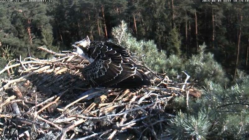 Latvian Osprey Nest ~2015~ Laima & Pēteris - Page 14 22742410el