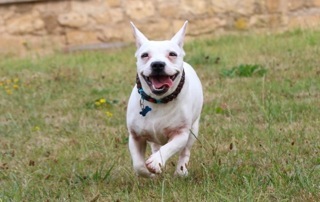 French-Bulli-Mix PRINCESSE aus Verdun sucht ... 22769801ip