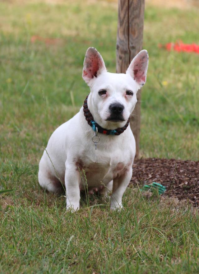 French-Bulli-Mix PRINCESSE aus Verdun sucht ... 22799027vx