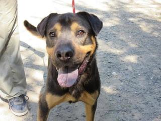 Mano, Shar-Pei-Mischlingshündin, geb. ca. Dezember 2012 22869122ow