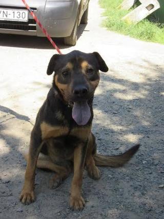 Mano, Shar-Pei-Mischlingshündin, geb. ca. Dezember 2012 22869125vr