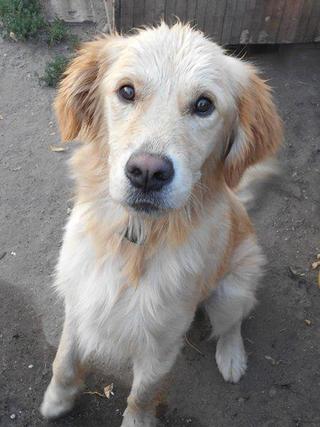 Odie, Golden-Retriever-Rüde, geb. ca. März 2014 22916471uz