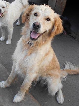 Odie, Golden-Retriever-Rüde, geb. ca. März 2014 22916472zj