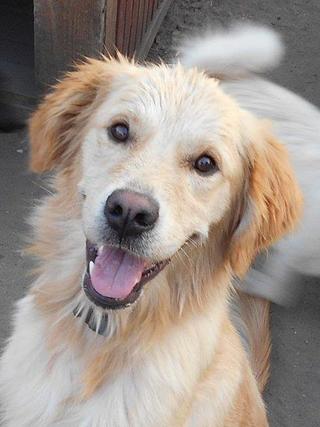 Odie, Golden-Retriever-Rüde, geb. ca. März 2014 22916475yu