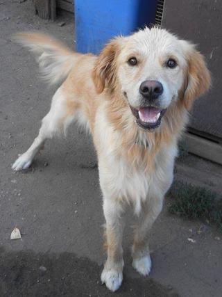 Odie, Golden-Retriever-Rüde, geb. ca. März 2014 22916477yl