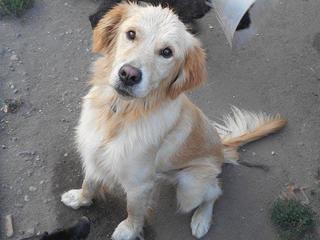 Odie, Golden-Retriever-Rüde, geb. ca. März 2014 22916486uj