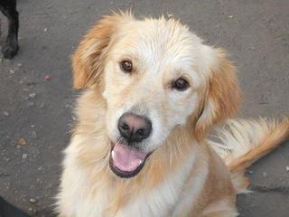 Odie, Golden-Retriever-Rüde, geb. ca. März 2014 22916489fi