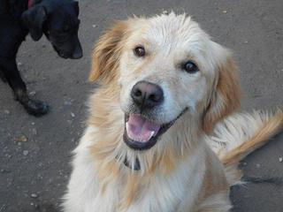 Odie, Golden-Retriever-Rüde, geb. ca. März 2014 22916490tk