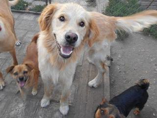 Odie, Golden-Retriever-Rüde, geb. ca. März 2014 22916491wi