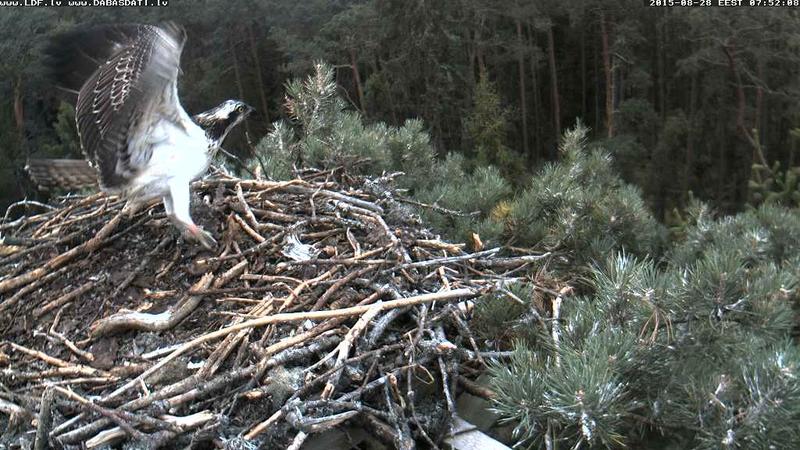 Latvian Osprey Nest ~2015~ Laima & Pēteris - Page 26 22944578gs