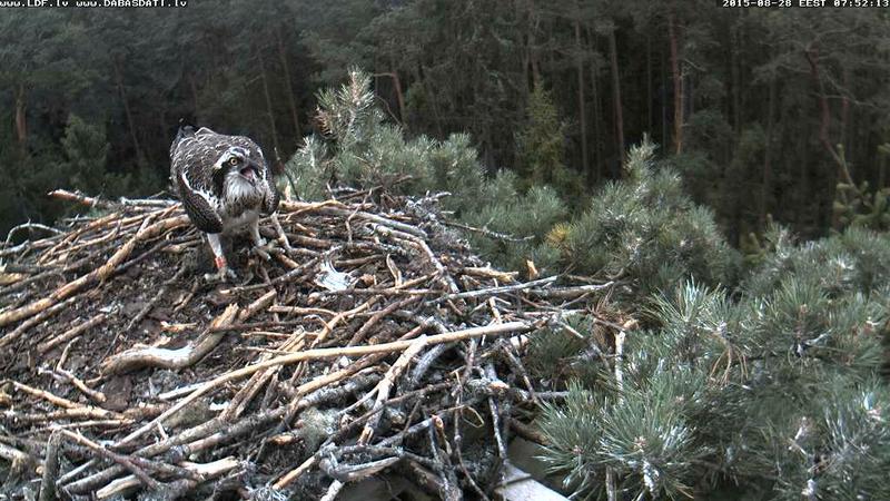 Latvian Osprey Nest ~2015~ Laima & Pēteris - Page 26 22944580cq