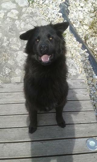 Blacky, Kaukasen-Schäferhund-Mischlingsrüde, geb. ca. Februar 2014 22944853lh