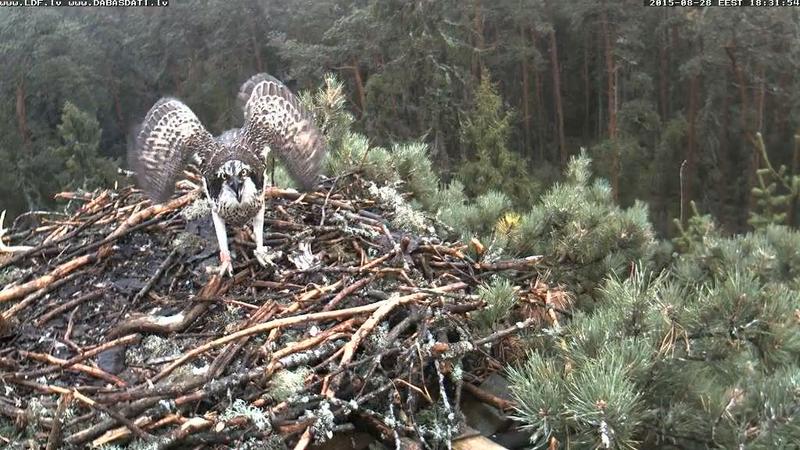 Latvian Osprey Nest ~2015~ Laima & Pēteris - Page 26 22949370hd