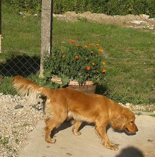 Rocky hat ein neues Zuhause gefunden 22960874rl