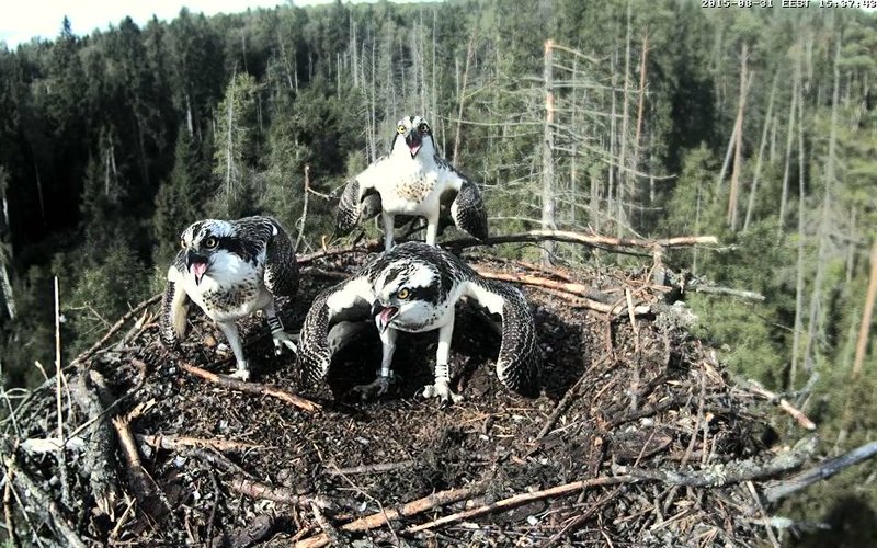 Estonian Osprey Nest ~Irma & Joosep~ (I&I)DOCUMENTATION 2015 - Page 8 22976665pt