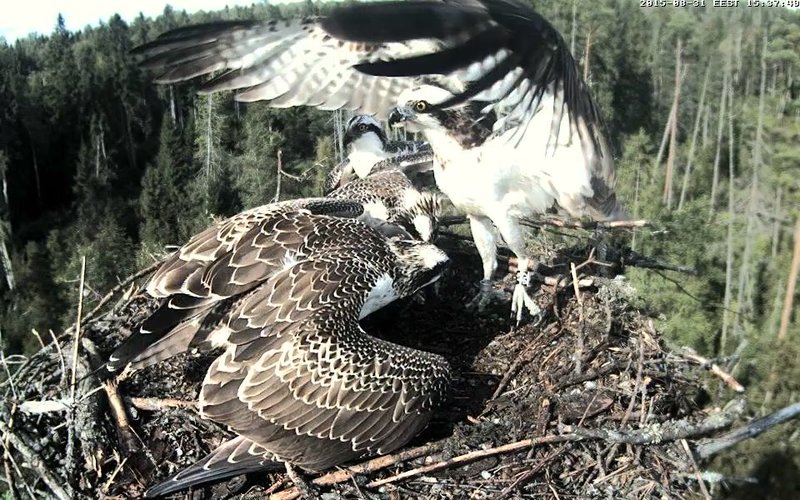Estonian Osprey Nest ~Irma & Joosep~ (I&I)DOCUMENTATION 2015 - Page 8 22976671ci