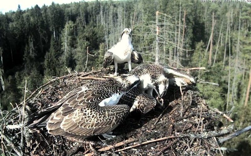 Estonian Osprey Nest ~Irma & Joosep~ (I&I)DOCUMENTATION 2015 - Page 8 22976672my