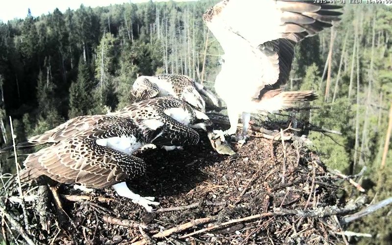 Estonian Osprey Nest ~Irma & Joosep~ (I&I)DOCUMENTATION 2015 - Page 8 22976856ex