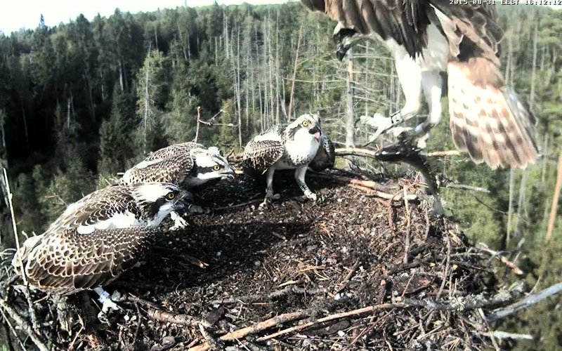 Estonian Osprey Nest ~Irma & Joosep~ (I&I)DOCUMENTATION 2015 - Page 8 22976976al