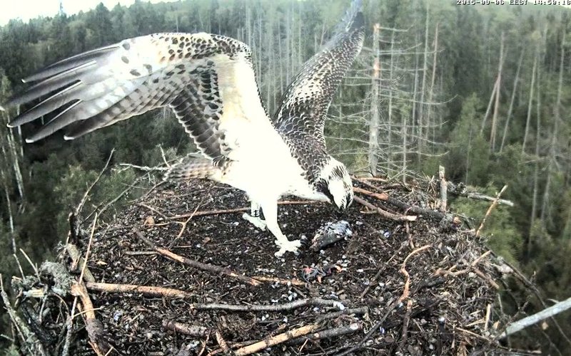 Estonian Osprey Nest ~Irma & Joosep~ (I&I)DOCUMENTATION 2015 - Page 15 23032027cz