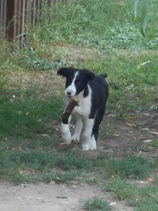 Panda, Border-Collie-Mischlingsrüde, geb. ca. Mai 2015 23096861wk