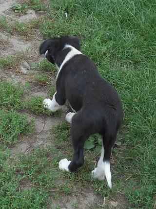 Panda, Border-Collie-Mischlingsrüde, geb. ca. Mai 2015 23097039ek