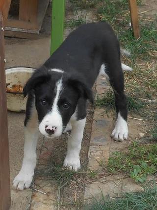 Panda, Border-Collie-Mischlingsrüde, geb. ca. Mai 2015 23097041mi