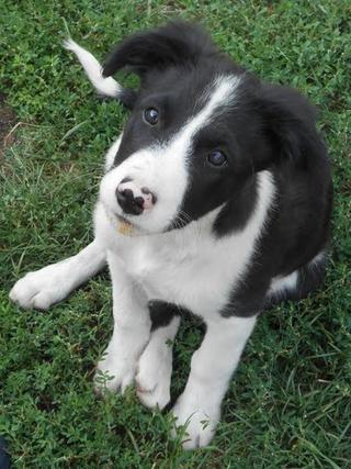 Panda, Border-Collie-Mischlingsrüde, geb. ca. Mai 2015 23097044gv