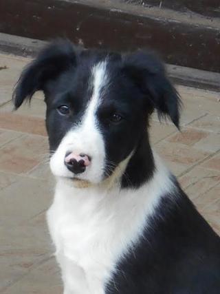 Panda, Border-Collie-Mischlingsrüde, geb. ca. Mai 2015 23097423jy