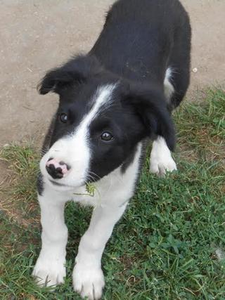 Panda, Border-Collie-Mischlingsrüde, geb. ca. Mai 2015 23097429ip