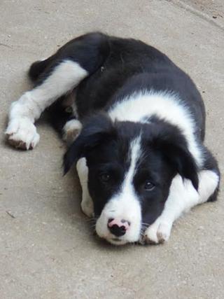 Panda, Border-Collie-Mischlingsrüde, geb. ca. Mai 2015 23097442jn