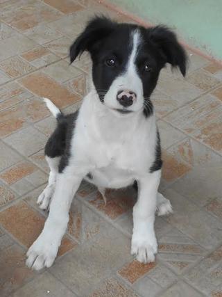 Panda, Border-Collie-Mischlingsrüde, geb. ca. Mai 2015 23097452yd