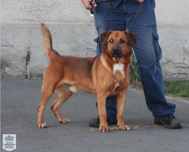 169K - aufgeweckter Frechdachs namens Luigi - Seite 2 23122869jd