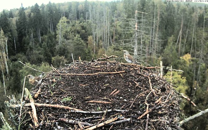 Estonian Osprey Nest ~Irma & Joosep~ (I&I)DOCUMENTATION 2015 - Page 22 23177276ve