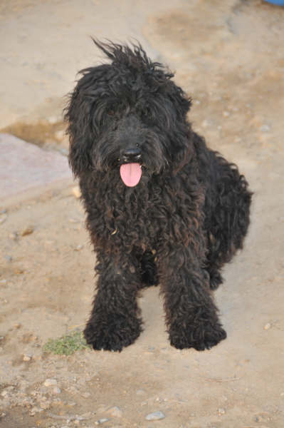 Spanischer Wasserhund-Mix Obi in San Anton sucht... 2325992