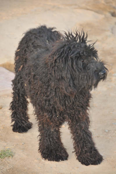 Spanischer Wasserhund-Mix Obi in San Anton sucht... 2325995