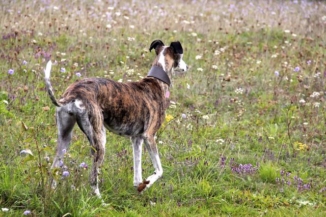 Galga BOHEME aus San Anton sucht ... 23356040mm