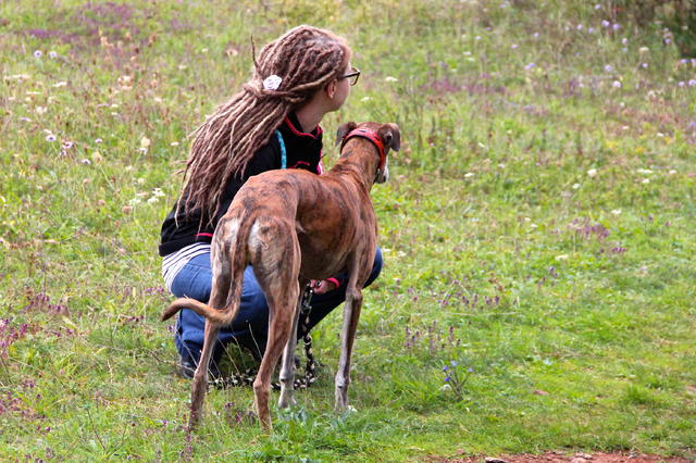 Galga BACARA aus San Anton sucht ... 23356041ex