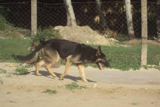 Tengo, Schäferhundmischlingsrüde, geb. ca. Februar 2014 23356541ae