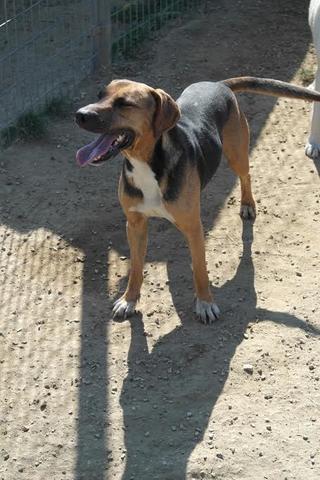 Junior, Mischlingsrüde, geb. ca. Juli 2013 23364297ms