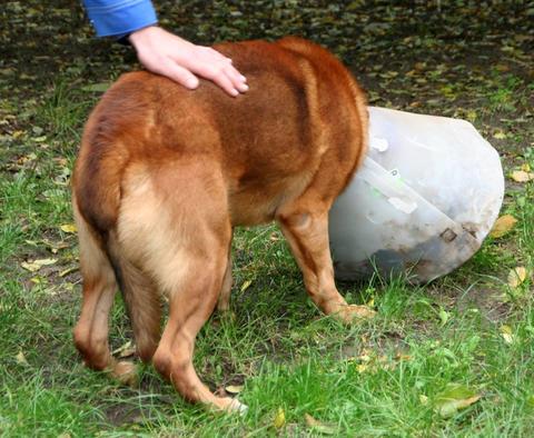 169K - aufgeweckter Frechdachs namens Luigi - Seite 3 23387978ll