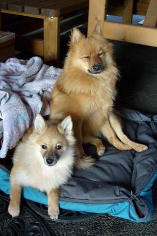  Cindy (Süti) und Fredi (Otto) haben ein neues Zuhause gefunden 23397582ck