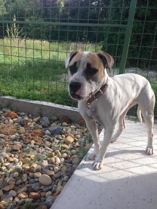 Lisa, Staffordmischlingshündin, geb. ca. Oktober 2014 23397941zk