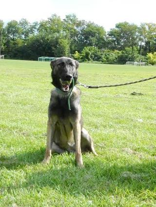 Frida, Malinoishündin, geb. ca. Januar 2015 23407191ol