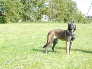 Frida, Malinoishündin, geb. ca. Januar 2015 23407192lg