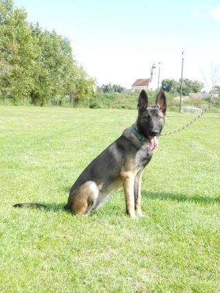 Frida, Malinoishündin, geb. ca. Januar 2015 23407194fp